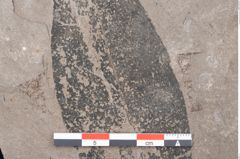 Foto (Detailansicht) von Laurus princeps Heer (NHMW-GEO-2024-0188-7994)